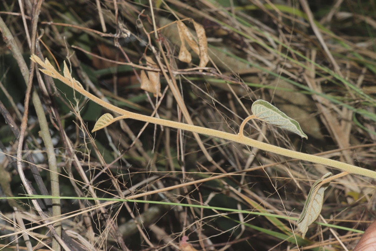 Bonamia semidigyna (Roxb.) Hallier f.